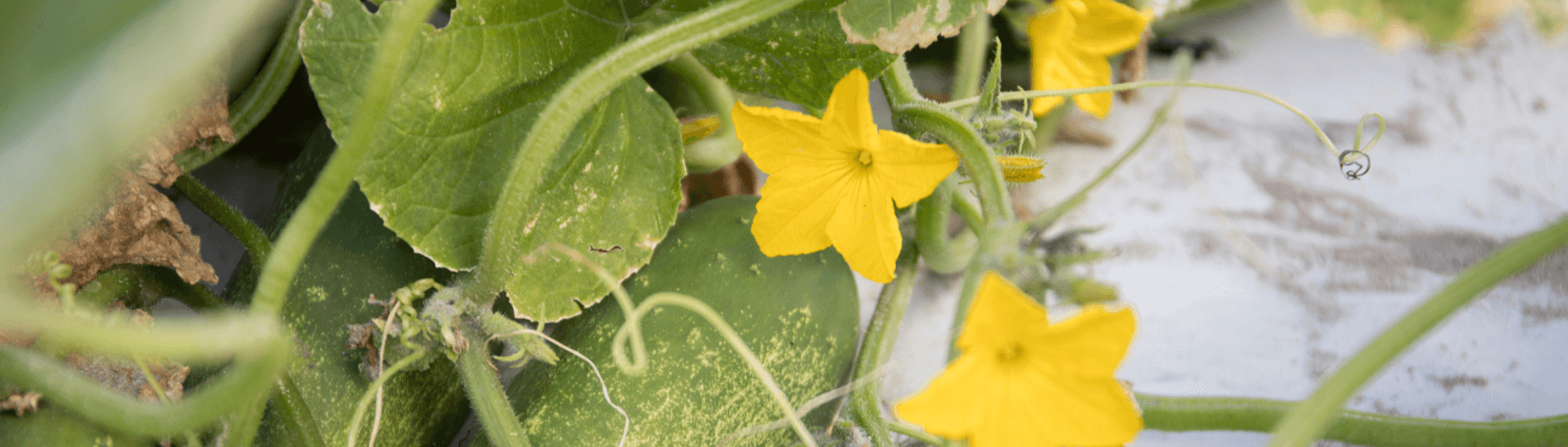 Banner Image - Cucumber Flowers