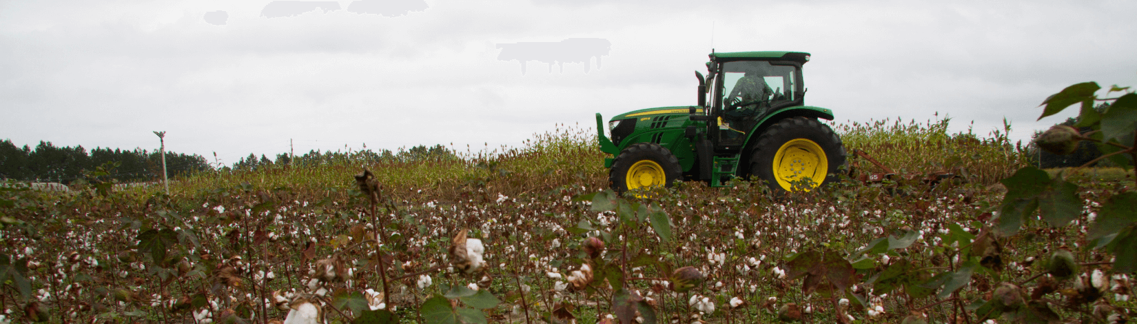 Tractor in a cotton field