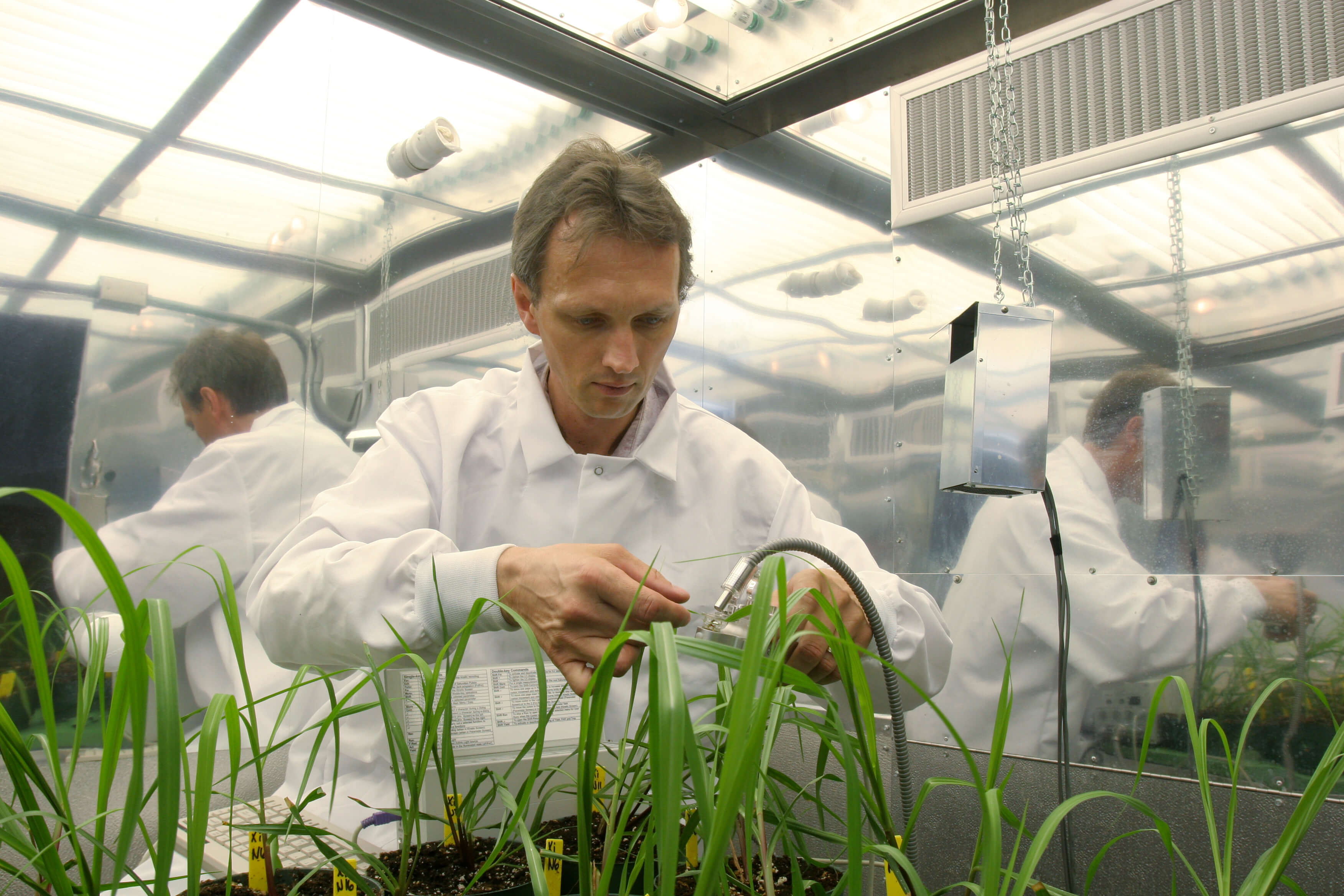 Fredy Altpeter in a lab coat, working on plants