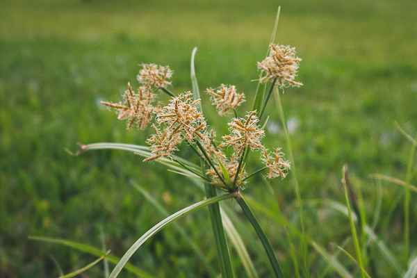 Turfgrass Weed Science University Of Florida Institute Of Food And